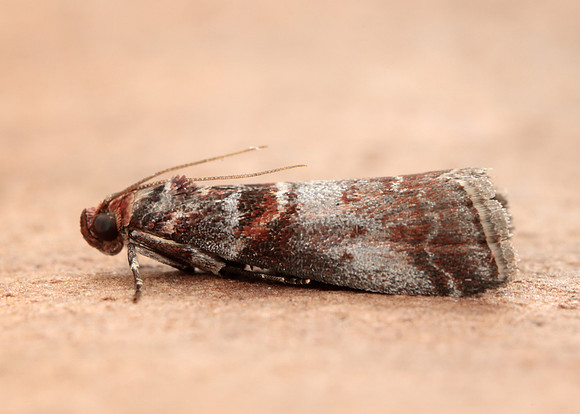 62.035 BF1439 Acrobasis advenella