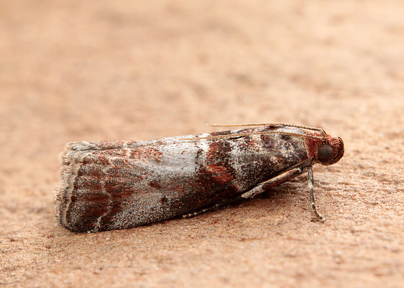 62.035 BF1439 Acrobasis advenella