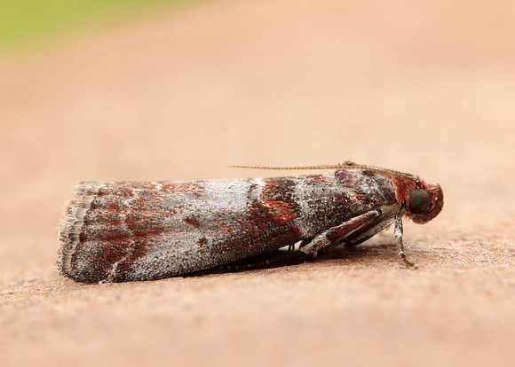 62.035 BF1439 Acrobasis advenella