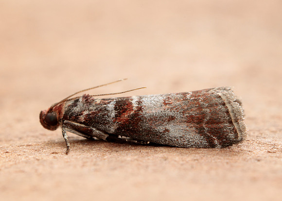 62.035 BF1439 Acrobasis advenella