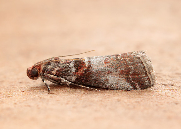 62.035 BF1439 Acrobasis advenella