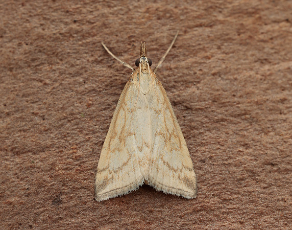 63.033 BF1388 Udea lutealis