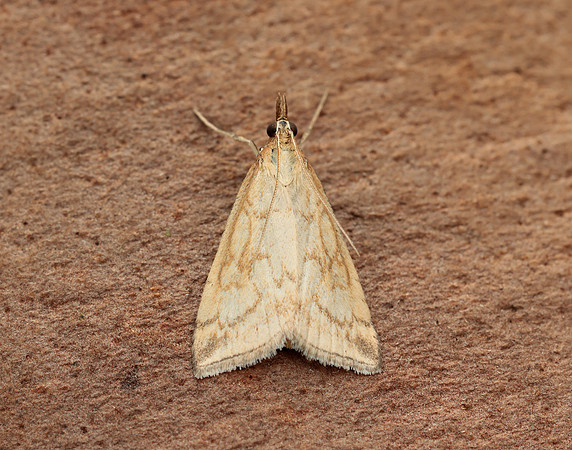 63.033 BF1388 Udea lutealis