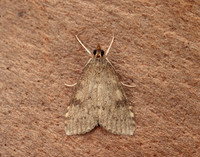 63.034 BF1390 Udea prunalis
