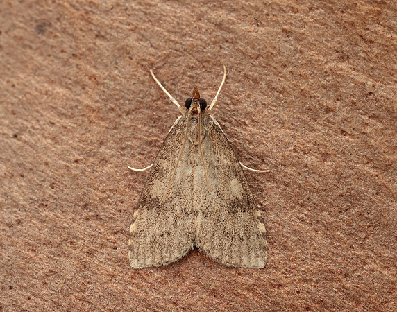 63.034 BF1390 Udea prunalis