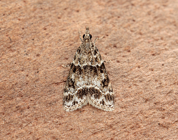 63.034 BF1390 Udea prunalis