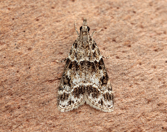 63.034 BF1390 Udea prunalis