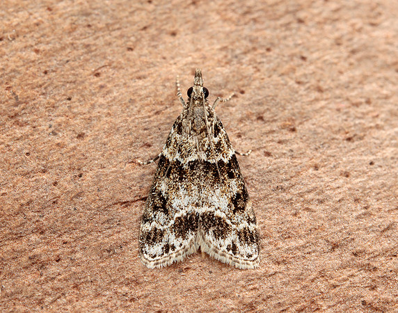 63.034 BF1390 Udea prunalis