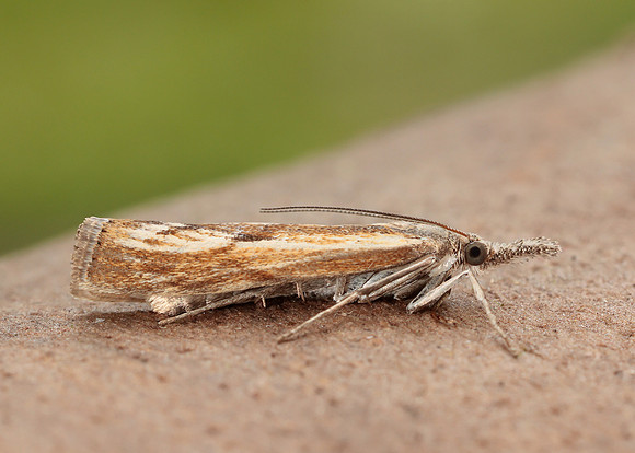 63.090 BF1306 Agriphila inquinatella