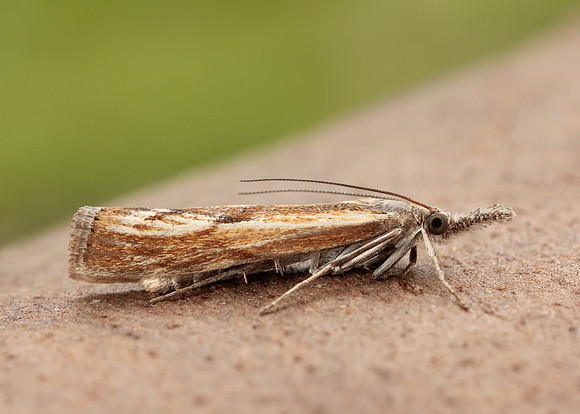 63.090 BF1306 Agriphila inquinatella