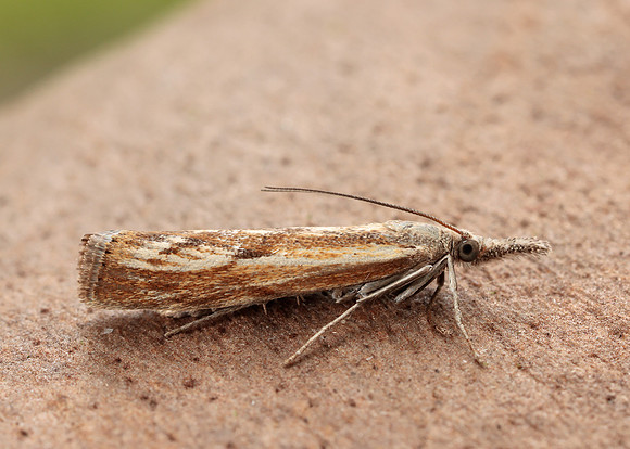 63.090 BF1306 Agriphila inquinatella