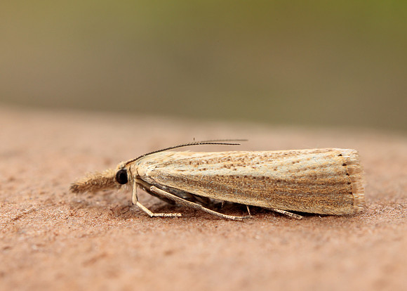63.093 BF1304 Agriphila straminella