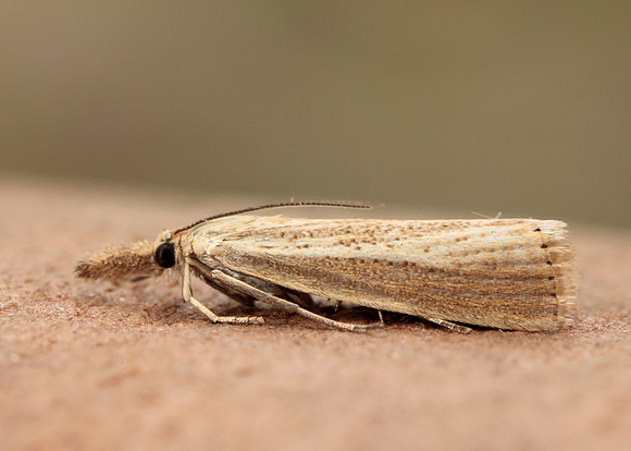 63.093 BF1304 Agriphila straminella