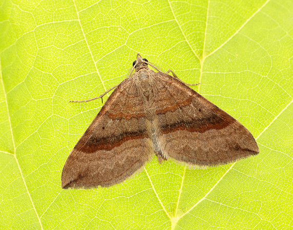 70.045 BF1732 Shaded Broad-bar Scotopteryx chenopodiata