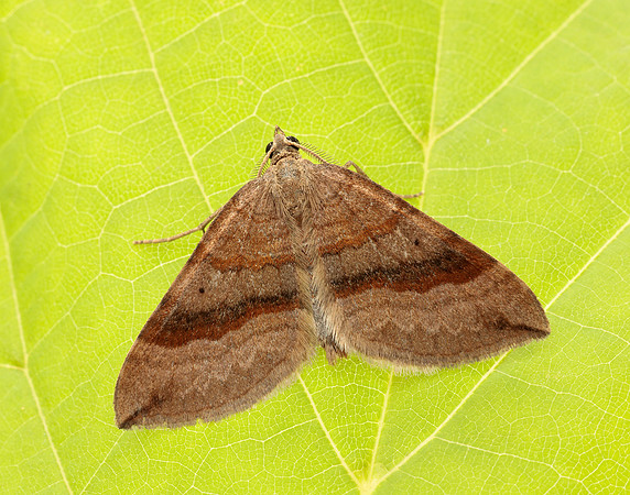 70.045 BF1732 Shaded Broad-bar Scotopteryx chenopodiata