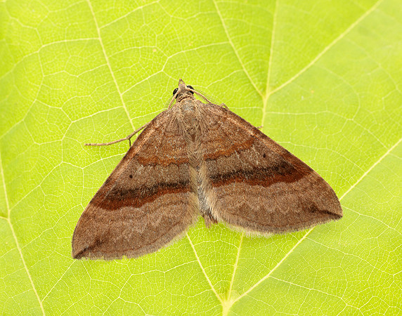 70.045 BF1732 Shaded Broad-bar Scotopteryx chenopodiata