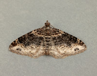 70.052 BF1725 Dark-barred Twin-spot Carpet Xanthorhoe ferrugata