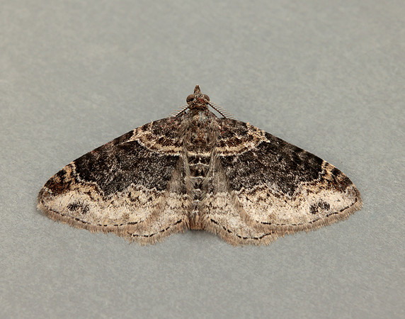 70.052 BF1725 Dark-barred Twin-spot Carpet Xanthorhoe ferrugata