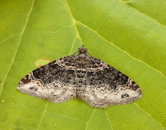70.052 BF1725 Dark-barred Twin-spot Carpet Xanthorhoe ferrugata