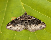 70.052 BF1725 Dark-barred Twin-spot Carpet Xanthorhoe ferrugata