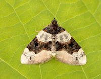 70.087 BF1752 Purple Bar Cosmorhoe ocellata