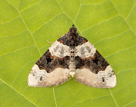 70.087 BF1752 Purple Bar Cosmorhoe ocellata