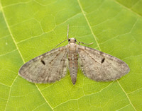 70.171 BF1844 Ochreous Pug Eupithecia indigata