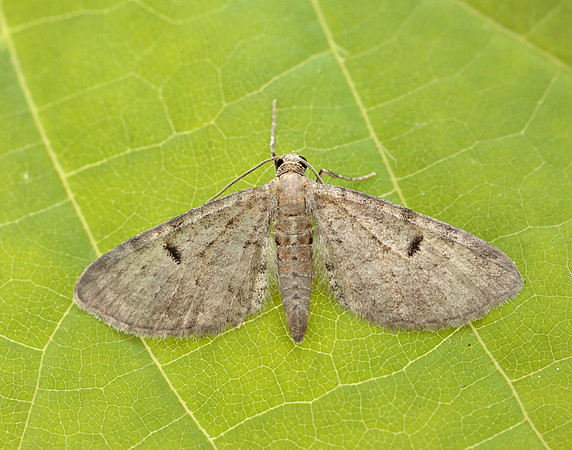 70.171 BF1844 Ochreous Pug Eupithecia indigata