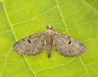 70.171 BF1844 Ochreous Pug Eupithecia indigata