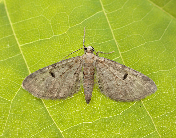 70.171 BF1844 Ochreous Pug Eupithecia indigata