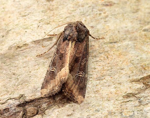 73.119 BF2368 Crescent Helotropha leucostigma