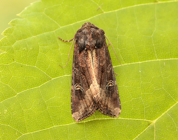 73.119 BF2368 Crescent Helotropha leucostigma