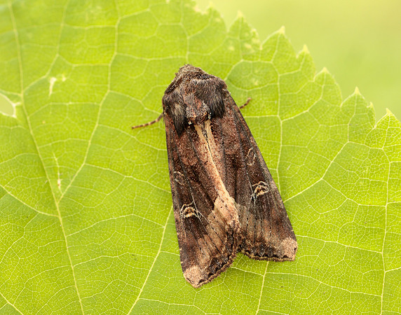 73.119 BF2368 Crescent Helotropha leucostigma
