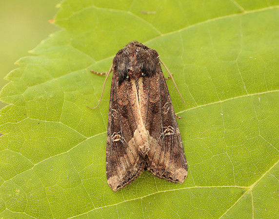 73.119 BF2368 Crescent Helotropha leucostigma