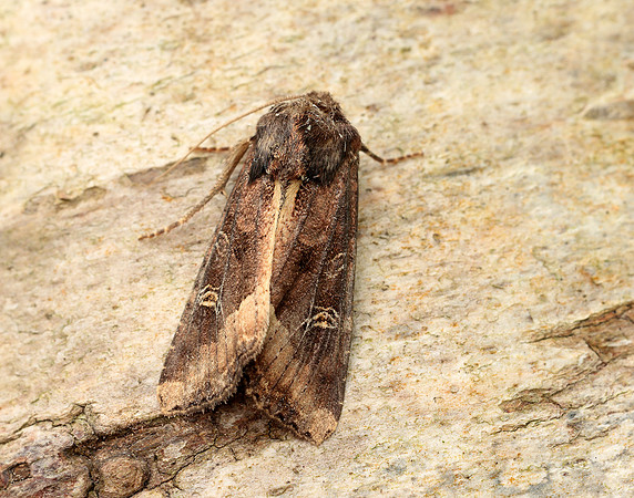73.119 BF2368 Crescent Helotropha leucostigma