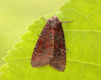 73.119 BF2368 Crescent Helotropha leucostigma