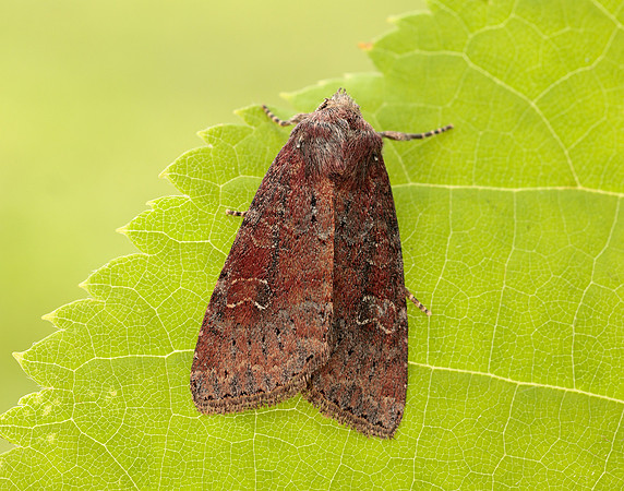 73.119 BF2368 Crescent Helotropha leucostigma