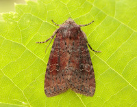 73.221 BF2268 Suspected Parastichtis suspecta