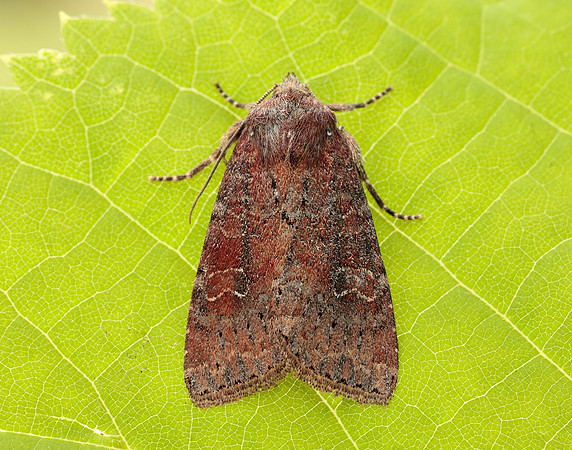 73.119 BF2368 Crescent Helotropha leucostigma
