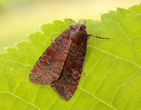 73.119 BF2368 Crescent Helotropha leucostigma