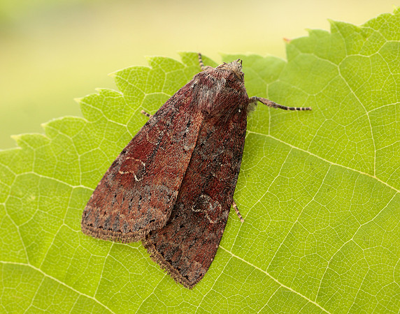 73.119 BF2368 Crescent Helotropha leucostigma