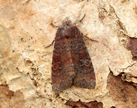 73.119 BF2368 Crescent Helotropha leucostigma