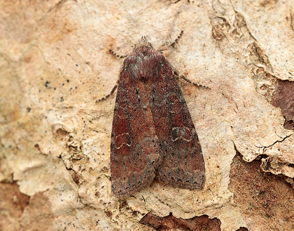 73.119 BF2368 Crescent Helotropha leucostigma