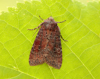 73.119 BF2368 Crescent Helotropha leucostigma