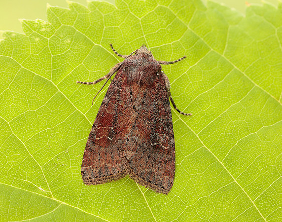 73.119 BF2368 Crescent Helotropha leucostigma
