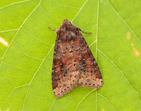 73.119 BF2368 Crescent Helotropha leucostigma