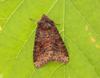 73.119 BF2368 Crescent Helotropha leucostigma
