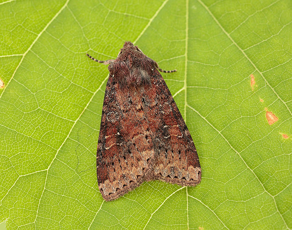 73.119 BF2368 Crescent Helotropha leucostigma