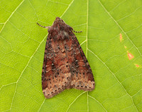 73.119 BF2368 Crescent Helotropha leucostigma