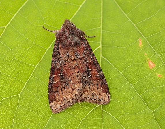 73.119 BF2368 Crescent Helotropha leucostigma